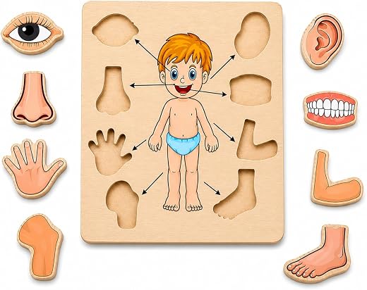 MKV MART Body Part Puzzle Kids Wooden Toys for Kids 3 + Jigsaw Puzzles for Adults Baby Learning Toys Educational Toys Game...