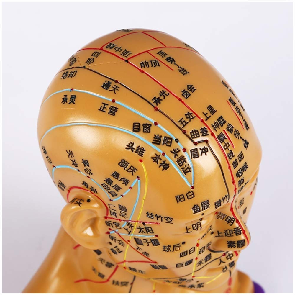 Sjdopulse Head Acupuncture Model - Medicine Acupunctur Model - Hd Lettering Chinese Head Acupuncture Model - For Learning Meridians Acupuncture And Acupoints Meridian