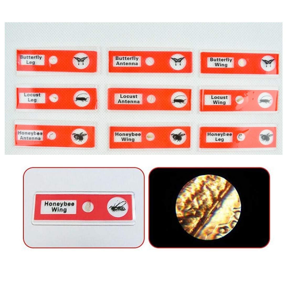 48 Vetrini Per Microscopio Bambini - Campioni Animali, Vegetali, Insetti, In Plastica Sicura, Con Disegni Esplicativi - Foto 11