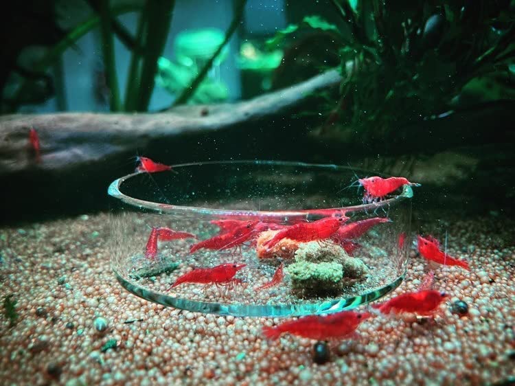 Gnrique Shrimp Bowl Feeder - 60 min Gioiashrimp Glass Feeding Cup for Aquarium Shrimp - Easy to Clean, Recyclable Glass, Glossy Finish, Healthy Material - Image 2