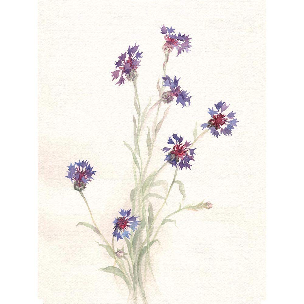 Wee Blue Coo Flower Cornflowers Watercolour Art Print Poster Wall Decor 12X16 Inch