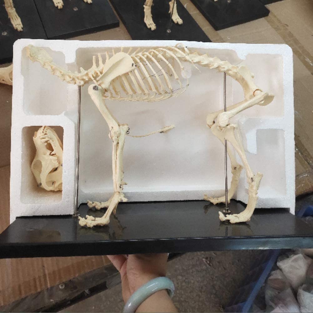 Model zwierzęcy, model szkieletu psa, znak szkieletu naturalnych szkieletów psów, anatomiczny model szkieletu psa do szkoły edukacyjnej