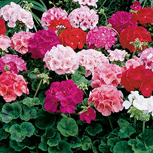 See full amazon price history chart for Audbhidhi Geranium Flower Seeds All Season (Multicolor, Pack of 10 Seeds) Audbhidhi Geranium Flower Seeds All Season (Multicolor, Pack of 10 Seeds) (B0B77GCXQD) Amazon Price History, Amazon Price Tracker