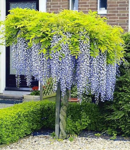 BALDUR Garten 1x Blauregen auf Stamm winterhartes Stämmchen, Pflanze im 2 Liter-Topf, Wisteria sinensis Glycinie Zierstämmchen, bienenfreundlich, für Standort in der Sonne geeignet, blühend