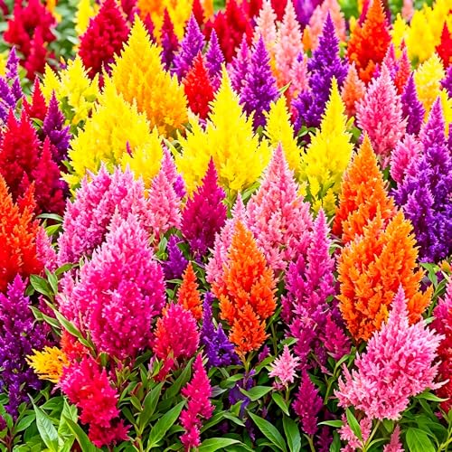 CarpetC 100+ Celosia Seeds for Planting Celosia plumosa Glow Series Heat-Loving Annual Non-GMOFeathery Plumed Blooms for Beds Containers and Cut Flowers