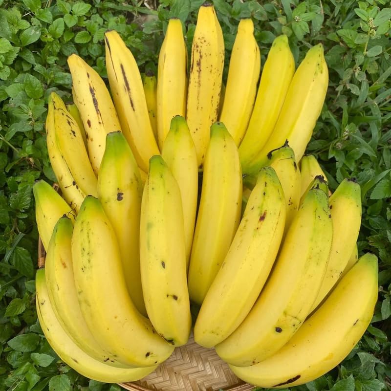 3 Plugs Common Banana Plants Live for Planting Outdoor Indoor, 3-5" Tall, Banana Trees Live Plants for Spring Plant, Fast-Growing, Cold Hardy