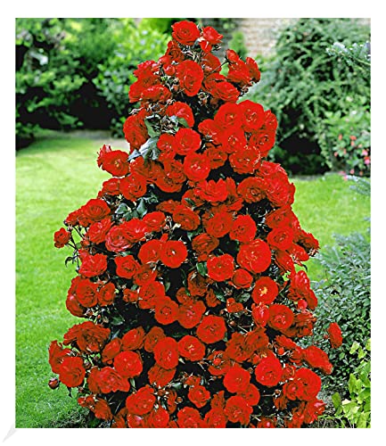 BALDUR Garten Rote Duft-Strauchrosen, 1 Pflanze, winterhart, mehrjährig, blühend, duftend, Schnittblume, Schnittrose, Rosa Hybride, Strauchrose, Duftrose