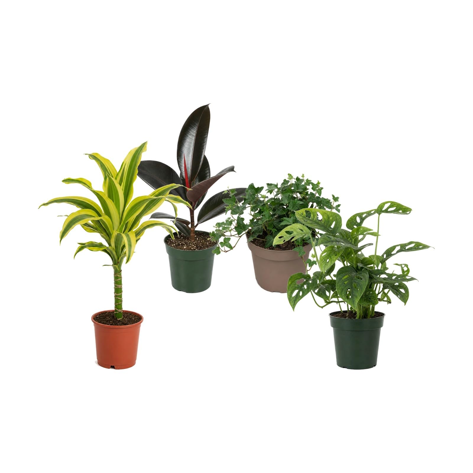 DECOALIVE Pack 4 Plantas de Interior para Rincones con Plantas