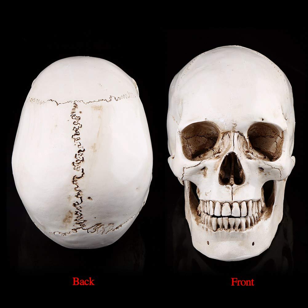 Tyenaza Modello di Teschio, Teschio Decorativo Scheletro Umano Realistico in Resina a Grandezza Naturale, Teschio Soprammobile per Insegnamento Anatomico e Halloween Decorazioni