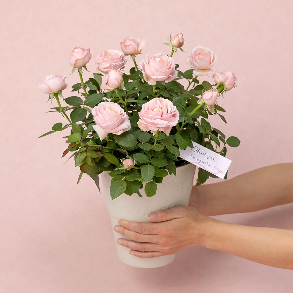 ミニ薔薇 ラディッシュ【庭木 5号スクエアポット／1個売り】 ミニバラ