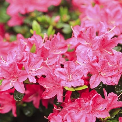 Azalea Japonica Anouk, Evergreen Rhododendron in a 9cm Pot, Compact Shrub 3fatpigs®