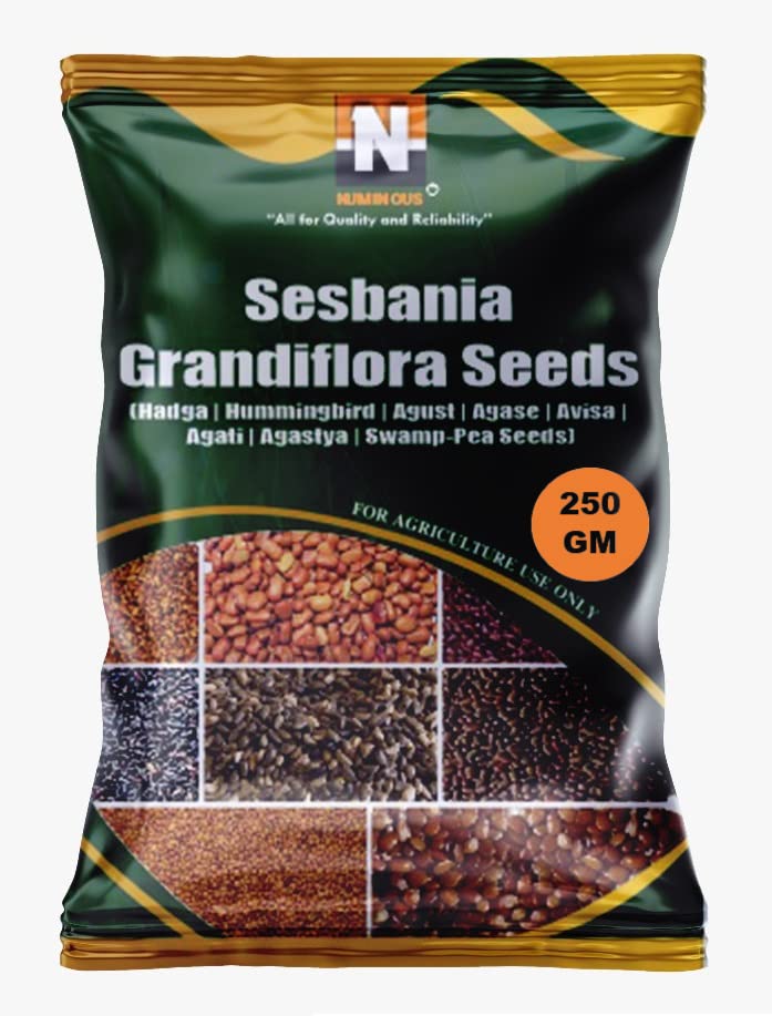 Numinous Sesbania Grandiflora/Hummingbird/Hadga/Agust/Agase/Avisa/Agati/Agastya/Swamp- Pea Tree Seeds - 250 GMS-image-12