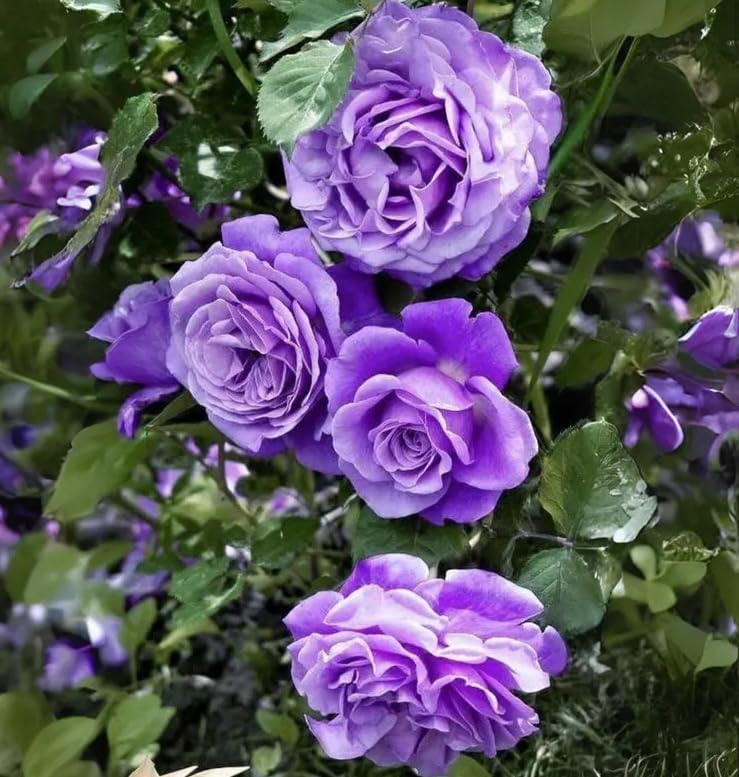 Miniatura 3 de Purple Climbing Rose Seeds Bush Vine Climber Fragante Mariposa Rara No OGM Heirloom 100pcs