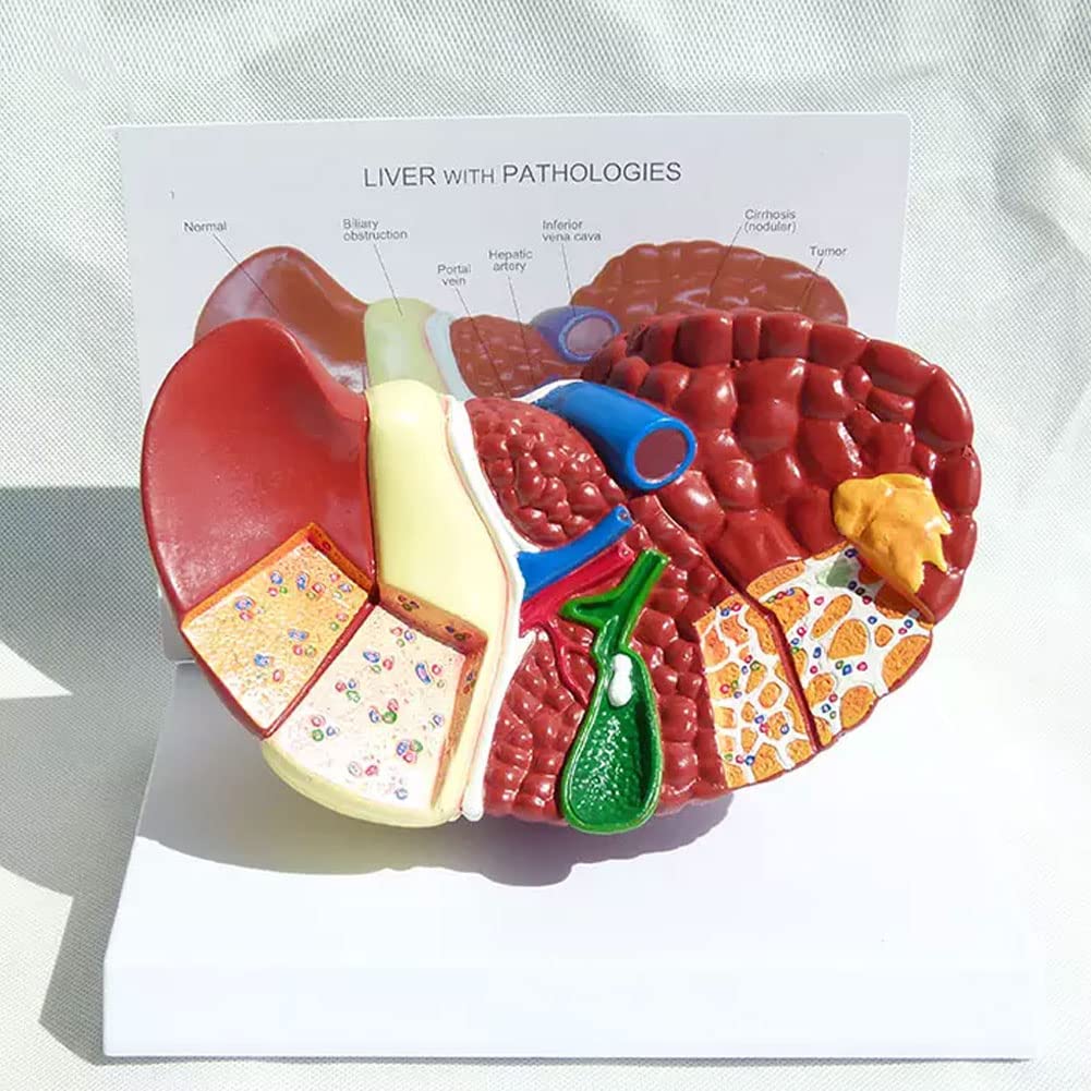 器官病理学 = Organ Pathology