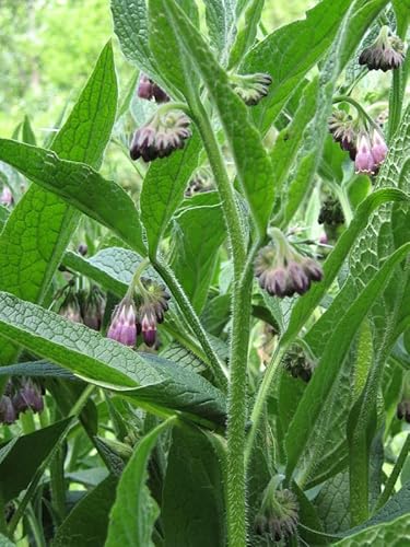 Beinwell (Symphytum officinale) - ca. 30 Samen