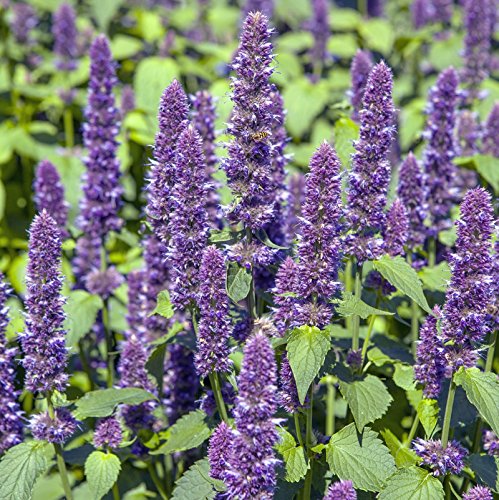 Earthcare Seeds Anise Hyssop 600 Seeds (Agastache Foeniculum) Non Gmo – Open Pollinated - Heirloom – Perennial #TOP1