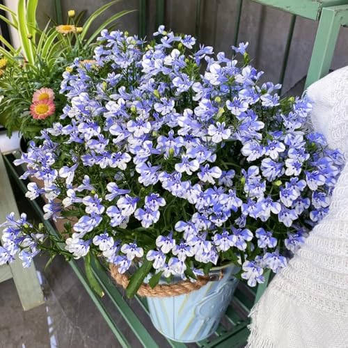 Semi di Lobelia perenni, Lobelia chinensis, decorazione del soggiorno di perenni resistenti da balcone, tappezzanti Le da giardino 250pcs