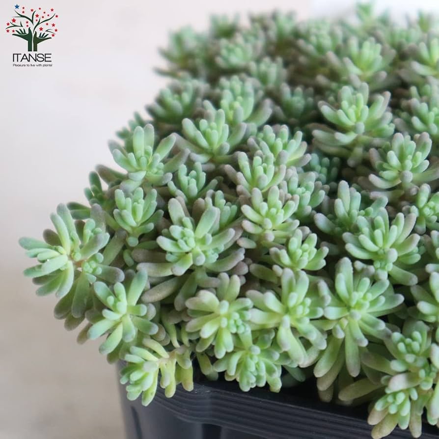 Amazon.co.jp: セダム・ルベンス リザード 3号ポット 2個セット