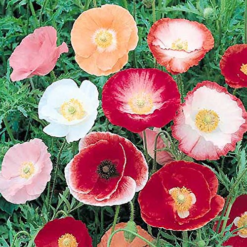 Earth Hopper F1 Corn Poppy Single Mixed Papaver Rhoeas Flower Seeds - 50 Seeds Garden Pack