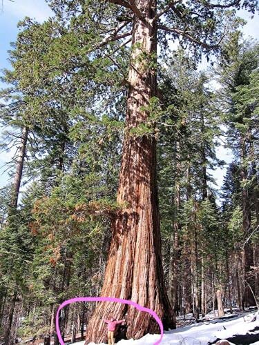 40 grani di séquoie giganti Sequoiadendron Giganteum Sierra * Navire plat