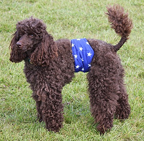 Couches ventrales lavables pour chien S ultra absorbantes et imperméables