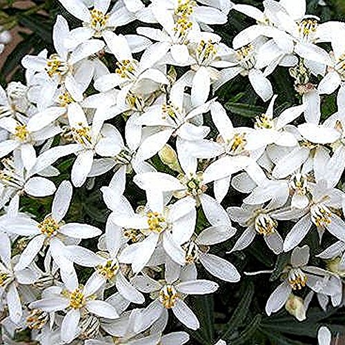 GardenersDream Choisya White Dazzler Plant - Mexican Orange Evergreen Outdoor Plant - Outdoor Garden Ready Hardy Shrub - Beautiful Flowering Shrub for Gardens and Borders (9cm Pot, 15-25cm)