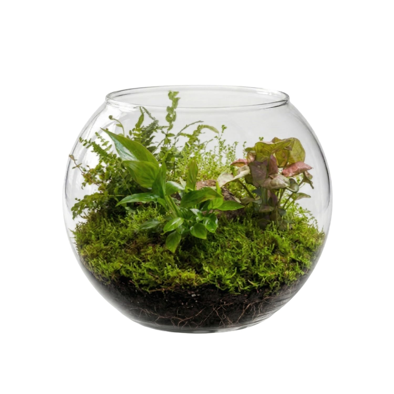 7pets Transparent 4-inch Fish Bowl with Out Neck Collar, Suitable for Small Fish, Plants | Optimum Fish Tank Choice for Office & Home Decor-image-23