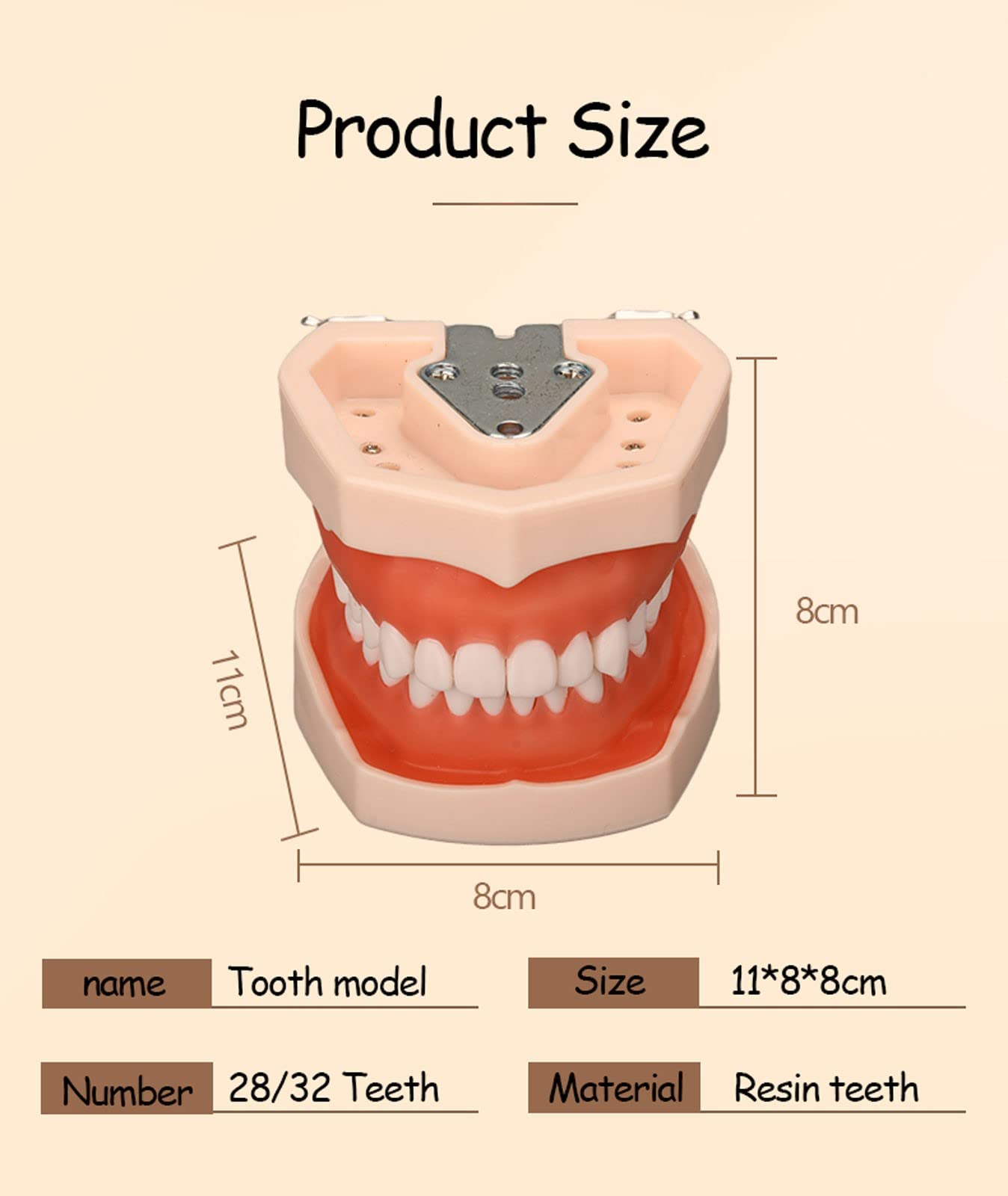 Modelo de Dientes Estándar Dental de Enseñanza con 28/32 Dientes de Resina Extraíbles