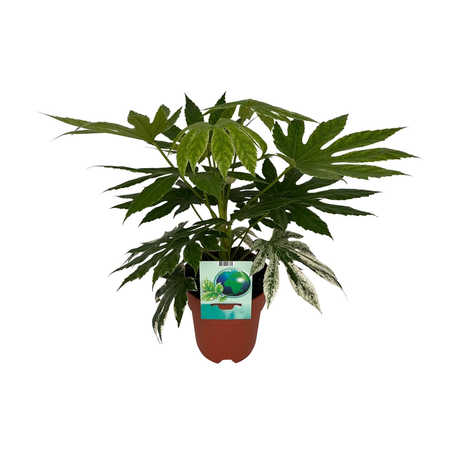 Fatsia Japonica Variegata - 50-60cm - Ø19cm - Pianta d'appartamento - Sempreverde