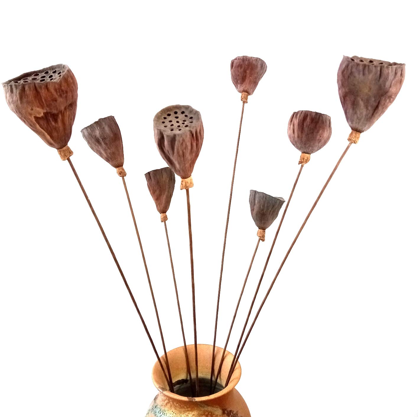 Natural Dried Lotus Pods with Long Stems for Home Decor & Wedding