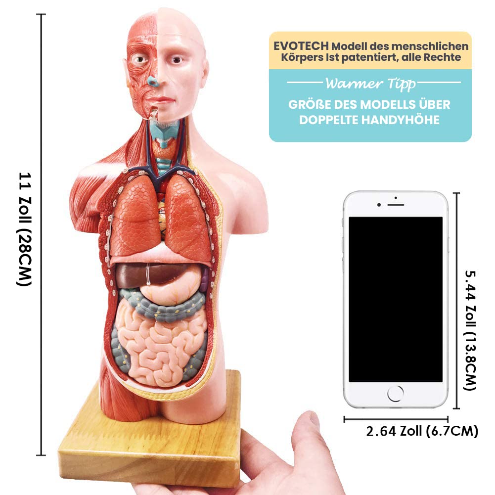 Human Body Model, 15 Stück Abnehmbares 11 Zoll(28cm) Human Torso Anatomie Modell Mit Herz Kopf Schädel Gehirn Skelett Modell,Vorschule Ausbildung Display