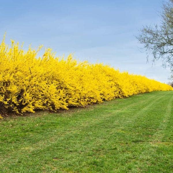 TriStar Plants - Yellow Forsythia, 1 Gallon Trade Pot - Healthy Established Roots, Flowering Shrub, Golden Bells, Lynwood Gold, Gold Forsythia, Hardy Shrub, Bright