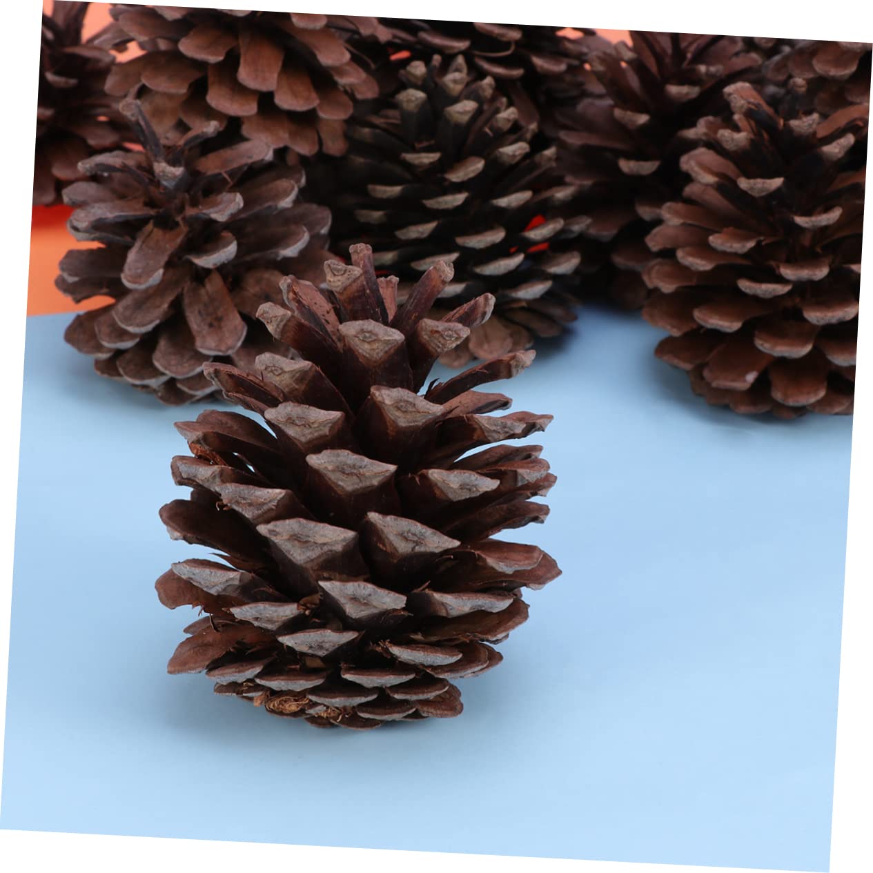 VILLCASE 50pezzi Confezione Da Pigne Naturali Per Decorazioni Natalizie Albero Di Natale Casa Cucina Vetrina Tavolo Invernali