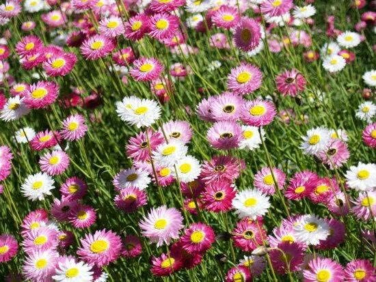 Miniatura 9 de RAISE ME UP Papper Daisy Mix - Flores anuales de acroclinio de rayos solares