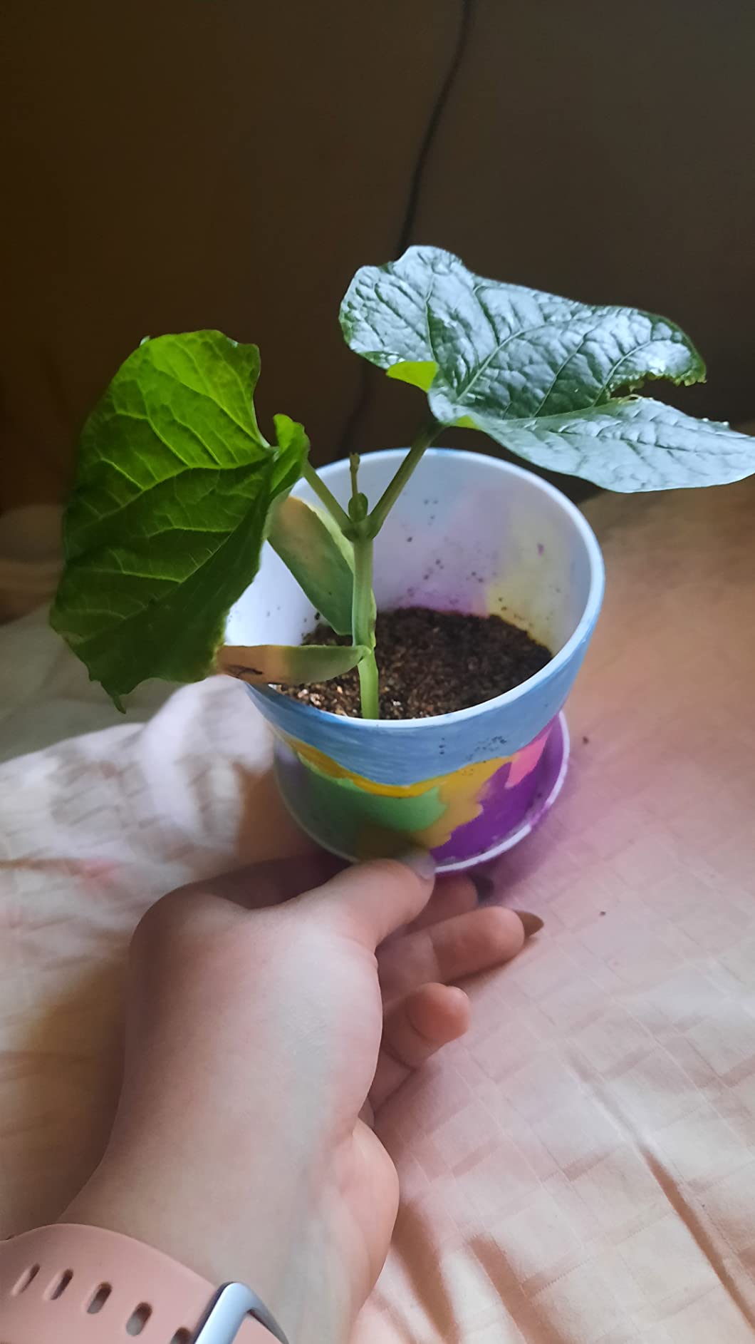 3/mo Finance Creativity for Kids Magic Bean Garden, Reveal & Grow