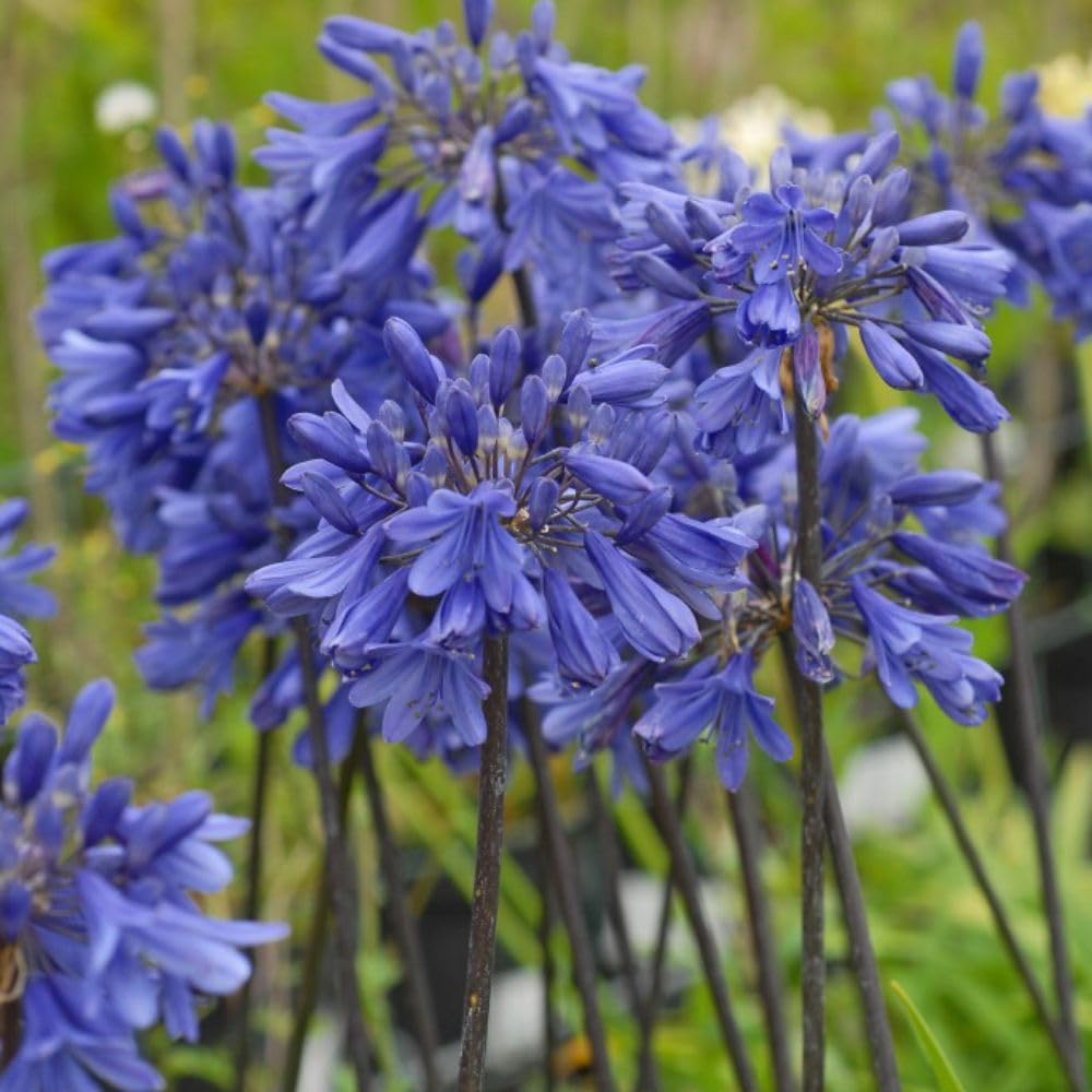 Agapanthus 'Ever Sapphire' - Dwarf African Lily, Blue Flowering Perennial, Ideal for Patio Pots, Hardy & Low-Maintenance – 1x 9cm by Thompson and Morgan