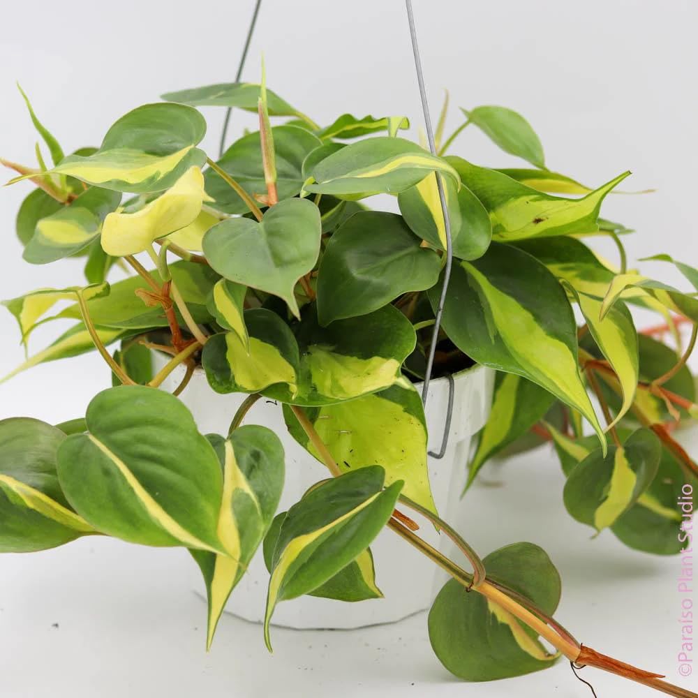 Dishita Go Green - Indoor Live Plants for Living Room, Home, Office Heart Leaves plant-image-5