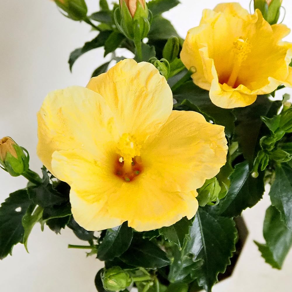 ハイビスカス　苗　大輪　花木　1苗　限定品　観葉植物 楽天市場】【セール品！】 ハイビスカス レア品種 プレミアム 4