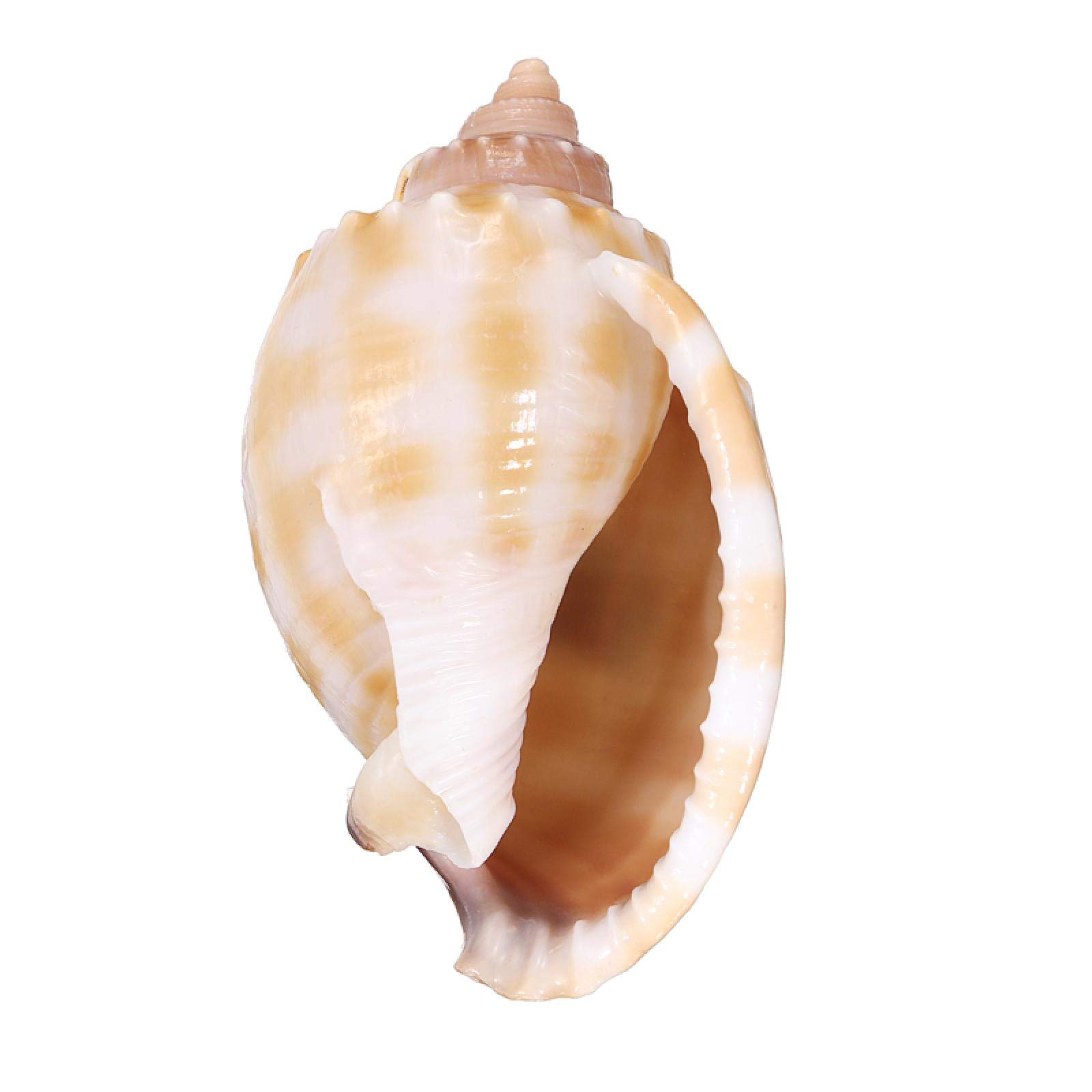 Conque naturelle grand coquillage de mer rare ornement paysage aquarium terrarium et maison