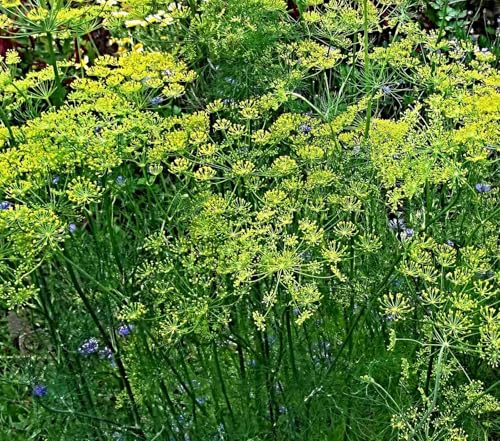 Dill Samen Mammut, Anethum graveolens, größte Dill Sorte (100 Samen)