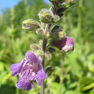 Danshen Red Sage Seeds (Salvia miltiorrhiza) Packet of 10 Seeds