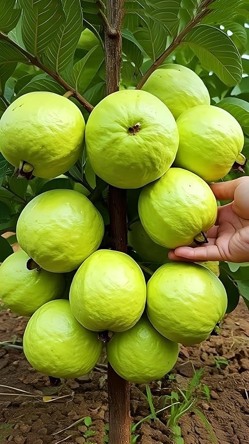 Image of Hybrid Allahabad Safeda Guava Grafted Live Plant - High-Yield, Sweet & Juicy Fruit Variety
