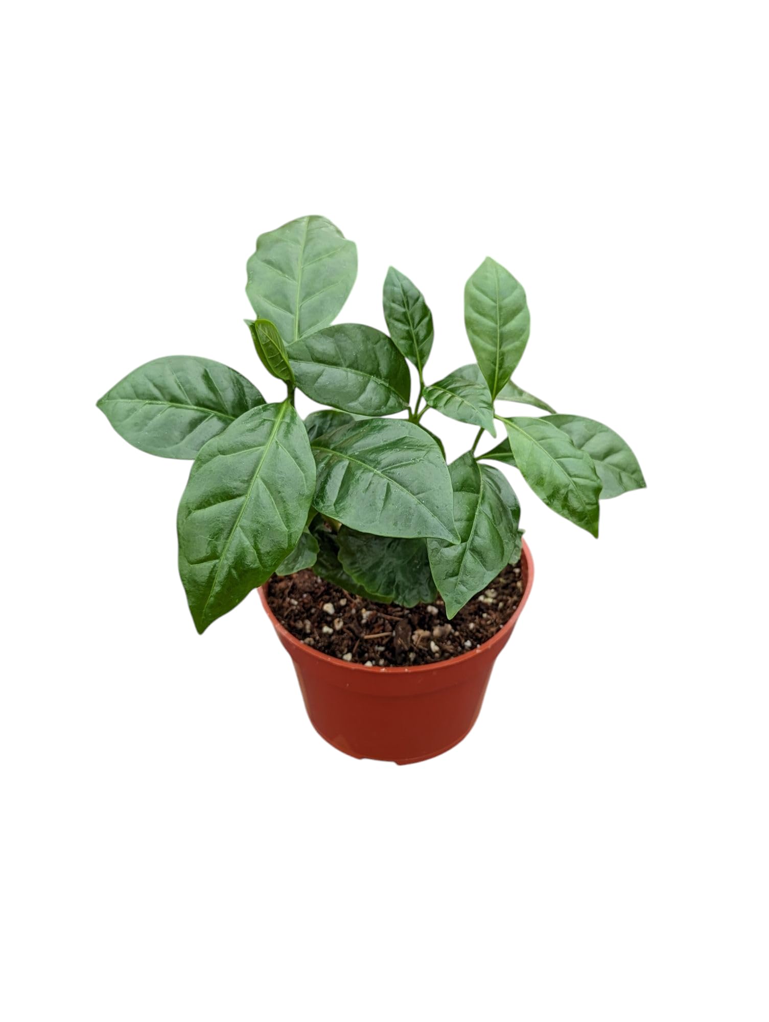 Live Coffee Plant Arabica, 4 Inch Pot, Indoor House Plant