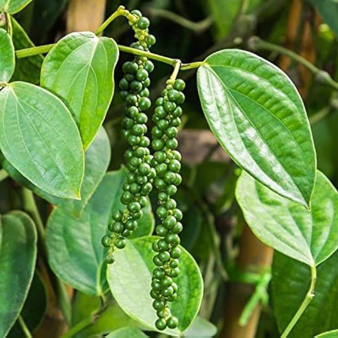organic plant food for hydroponics Ahopegarden Plant Food for Indoor Garden Hydroponics Growing System