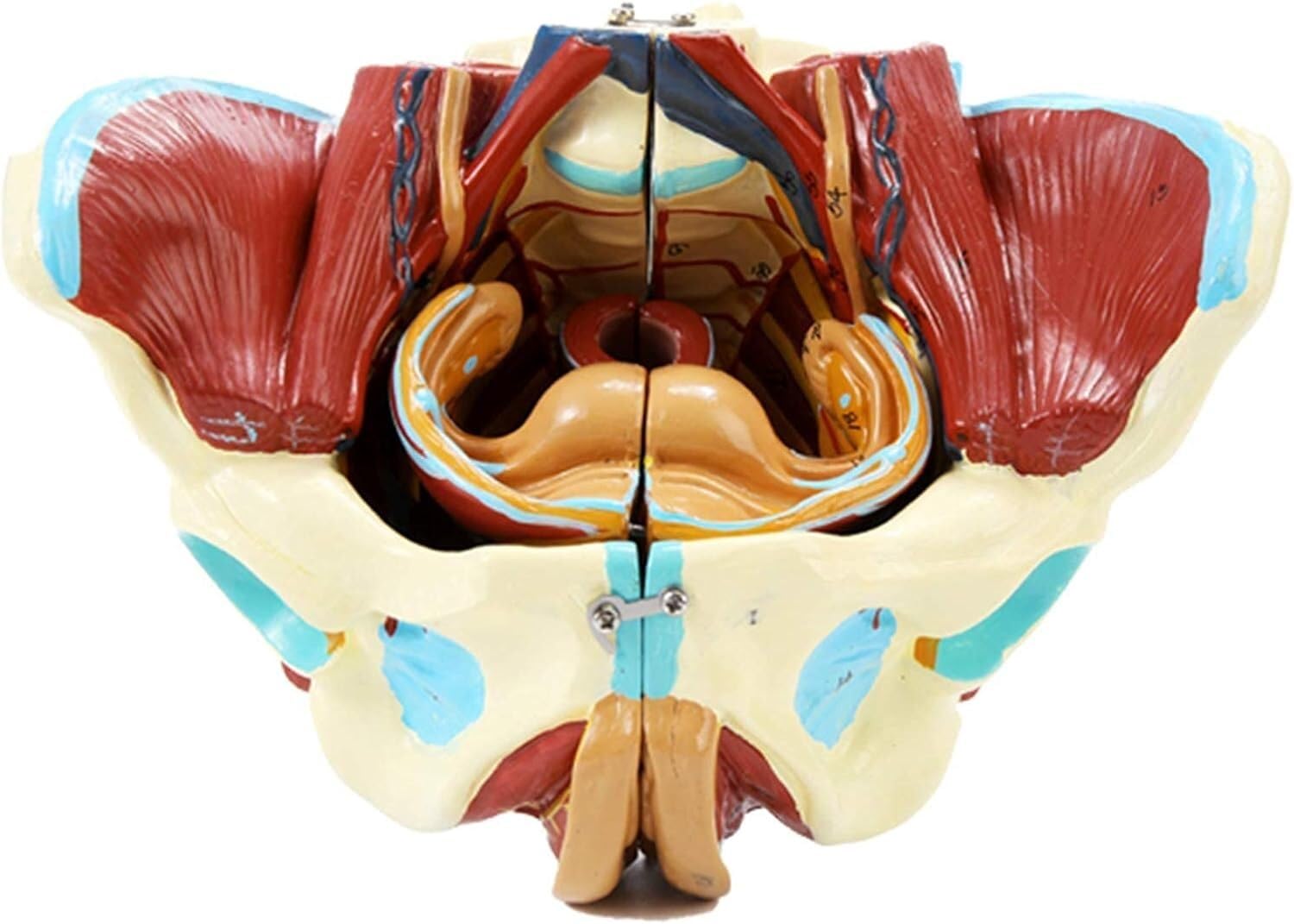 Model anatomii miednicy - model ludzkiego narządu naturalnej wielkości z wyjmowanymi organami do edukacji medycznej i treningu - szczegółowa reprezentacja naczyń nerwowo-mięśniowych