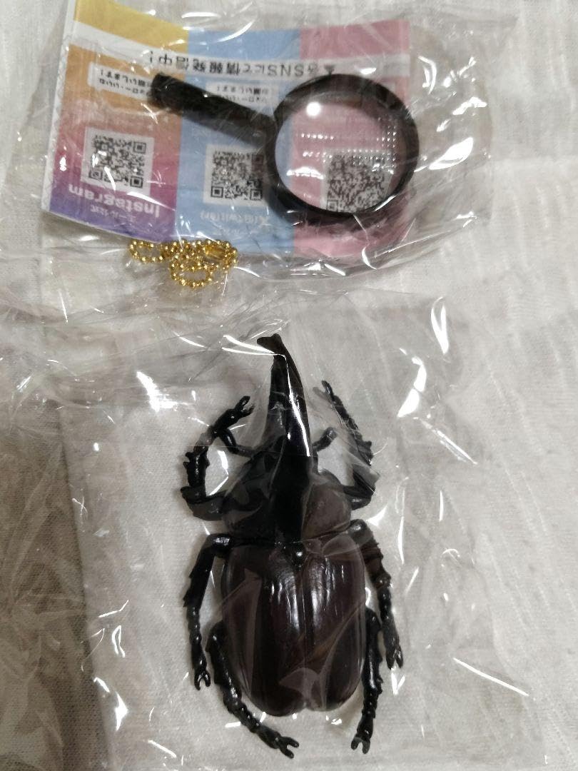 Amazon.co.jp: ガチャ 昆虫採集標本 カブトムシ クワガタ セット