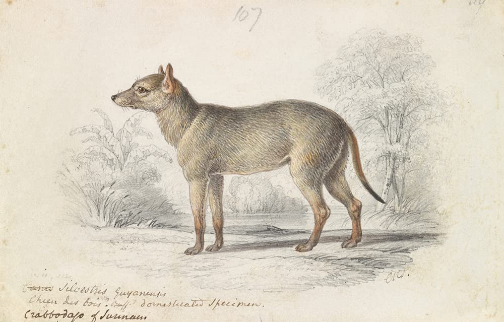 ArtDirect The Crabodage, or Surinam Aguara Dog (1837) 48x31 UnFramed Museum Art Print Poster Ready for Framing by Charles Hamilton Smith (English, 1776-1859)
