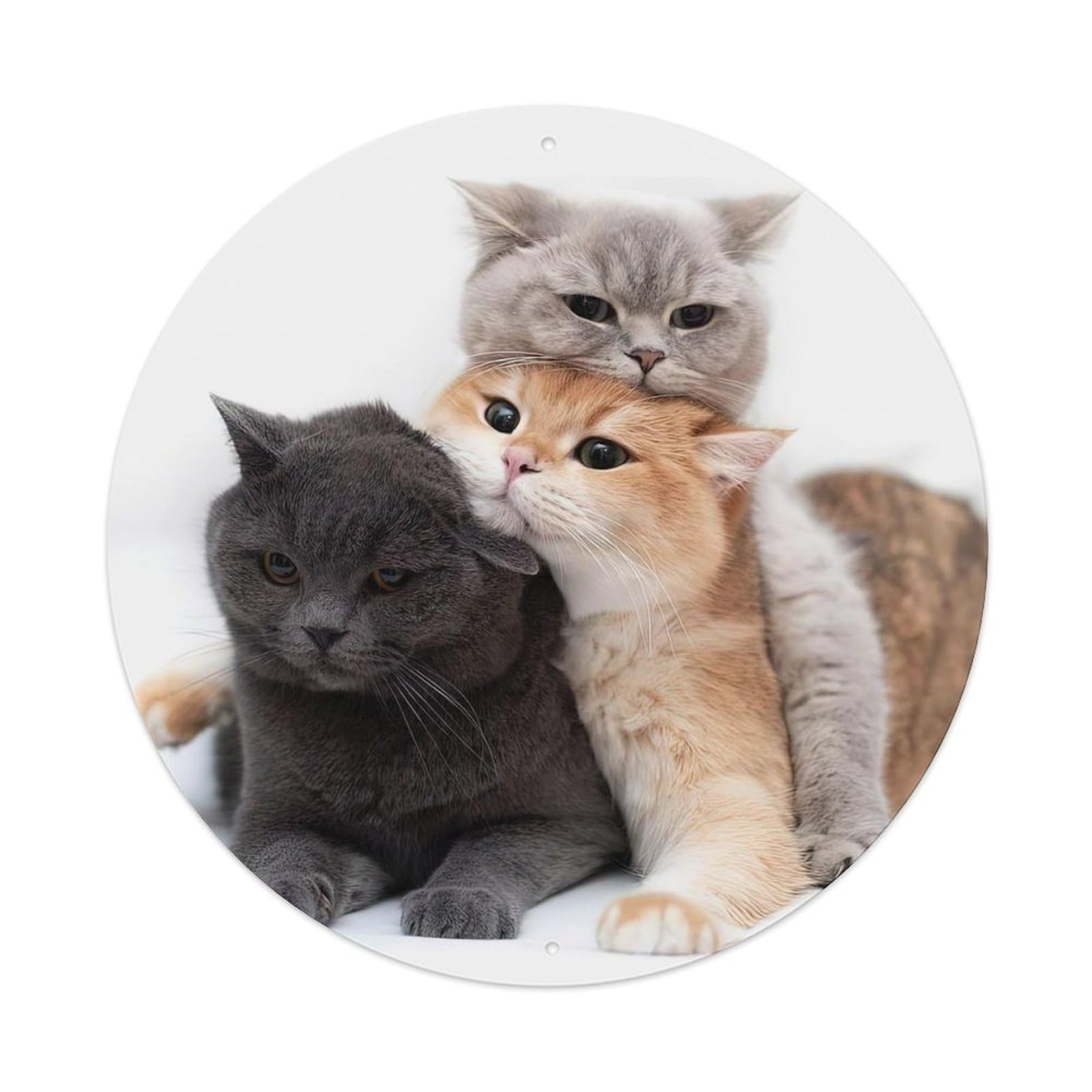 Animals Cute Cats British Shorthair Cat Vintage Metal Tin Sign Plaque Wall Decor for Cafe, Club, Garden Round Metal Poster 8x8Inch