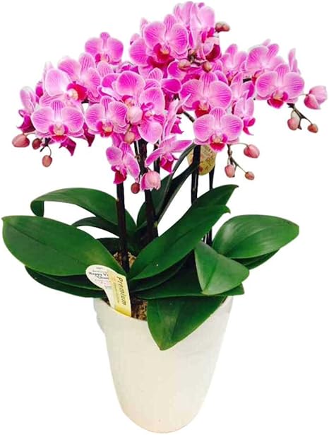 Amazon ミニ胡蝶蘭 ギフト 6号鉢 5本立 ピンク01 お花 プレゼント お祝い 開店祝い 贈り物 母の日 父の日 敬老の日 ギフト 観葉植物 オンライン通販