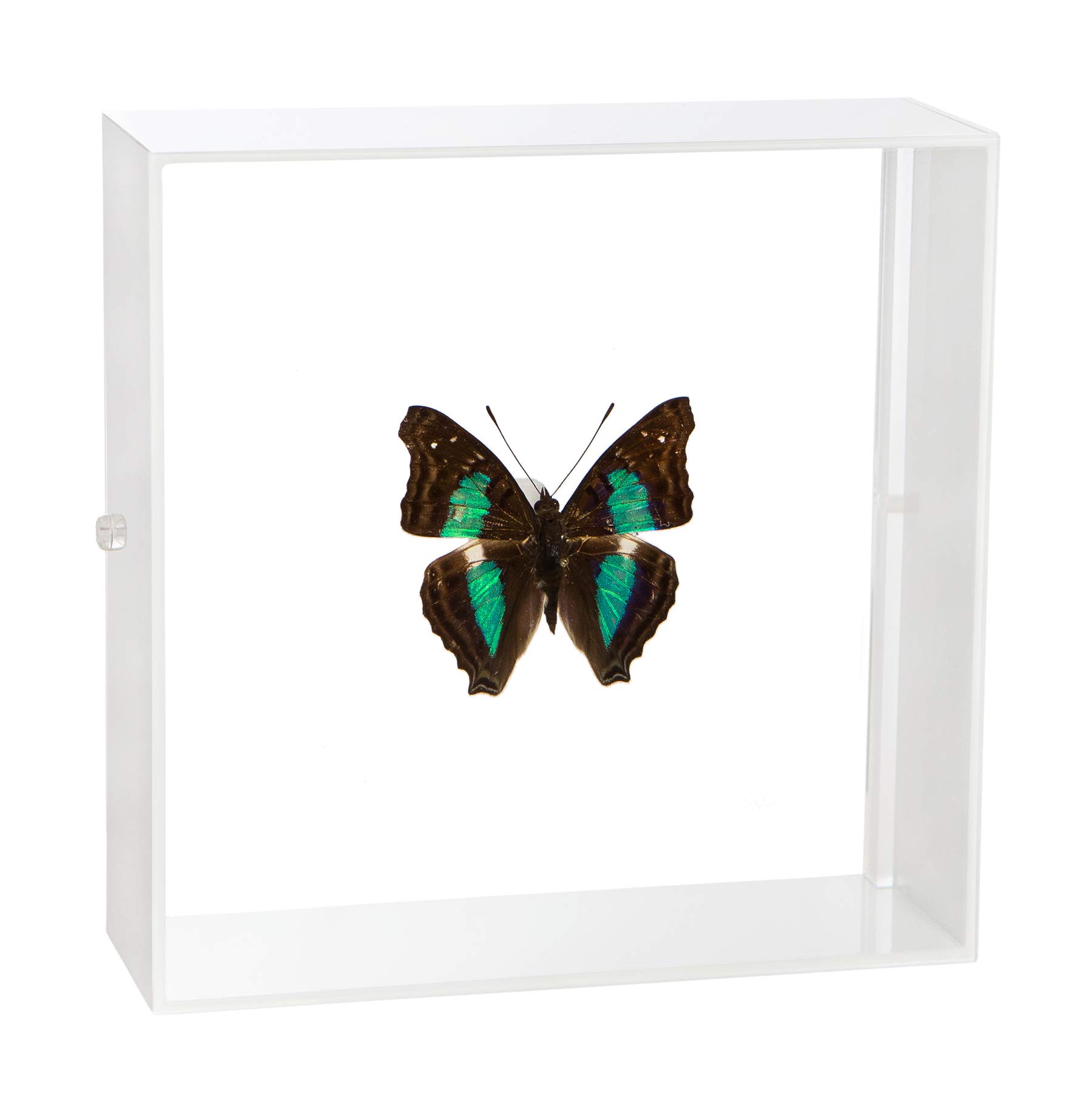 標本　チャーラクセズ・スーボーナタズ 蝶 Amazon.co.jp: EGEN 12匹の本当の標本の蝶-蝶の標本の芸術品の